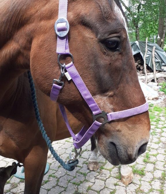 Leni