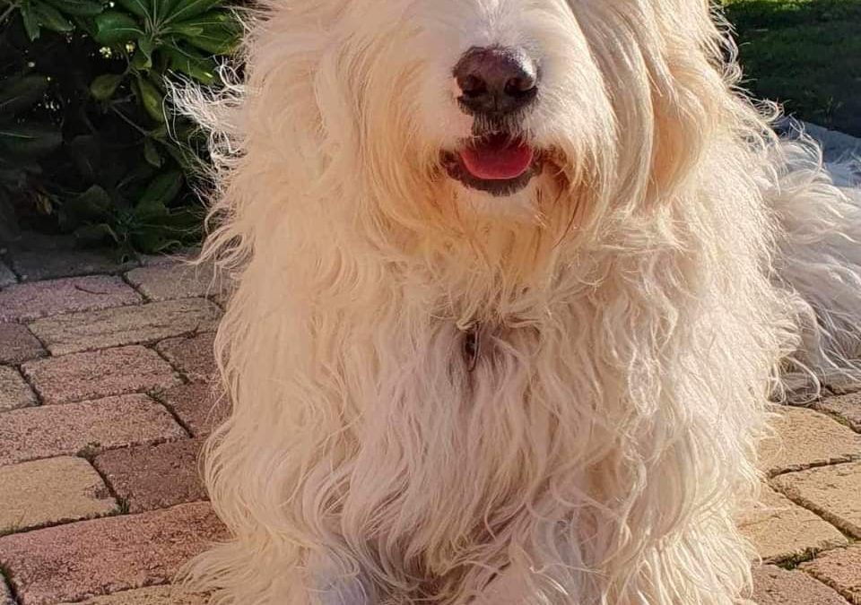 Uschi