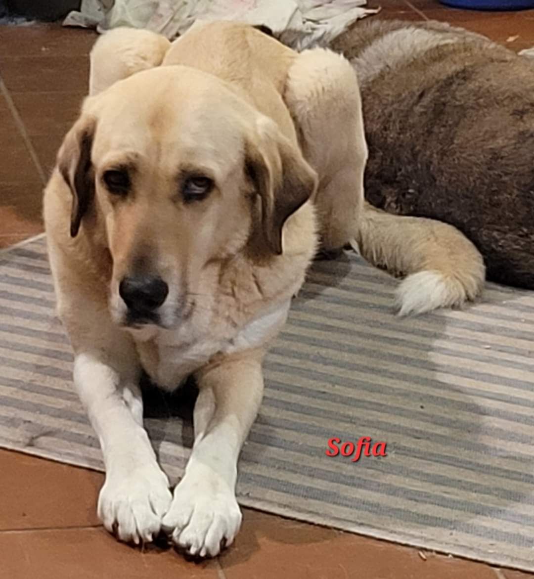 Sofia