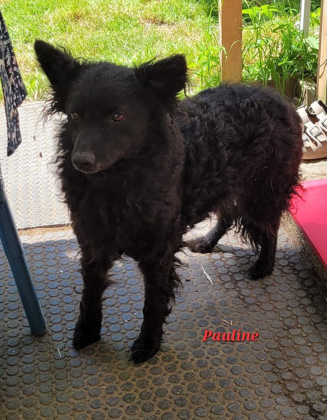 Pauline