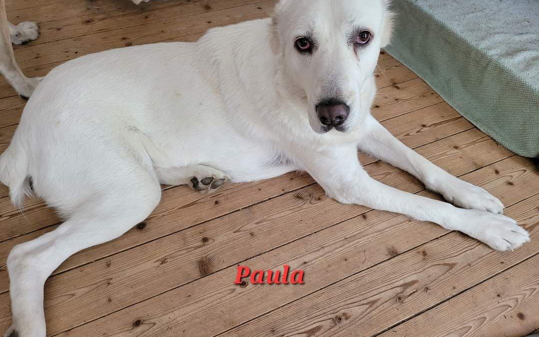 Paula