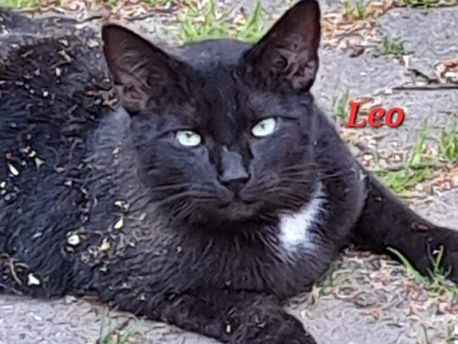 Leo