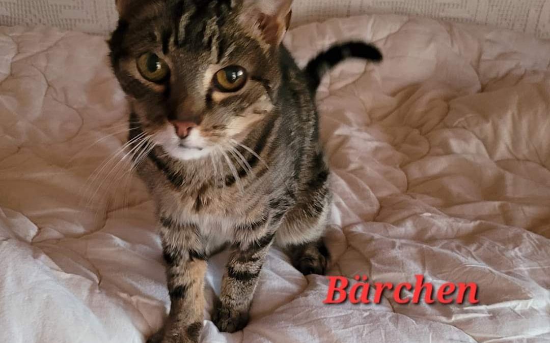 Bärchen