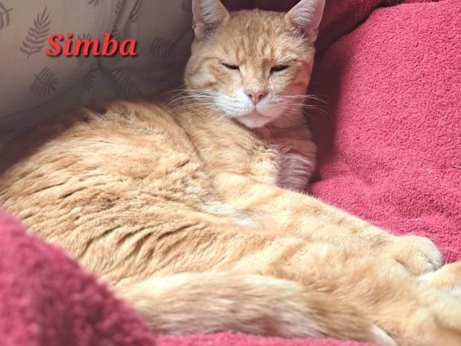 Simba