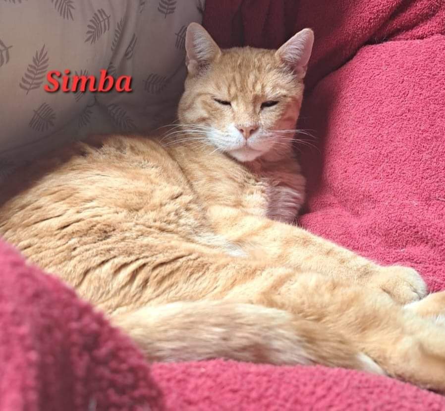 Simba