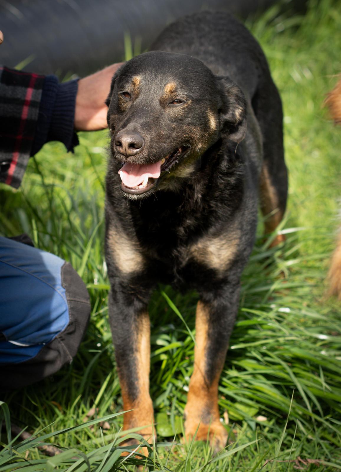 Rollo sucht sein Zuhause