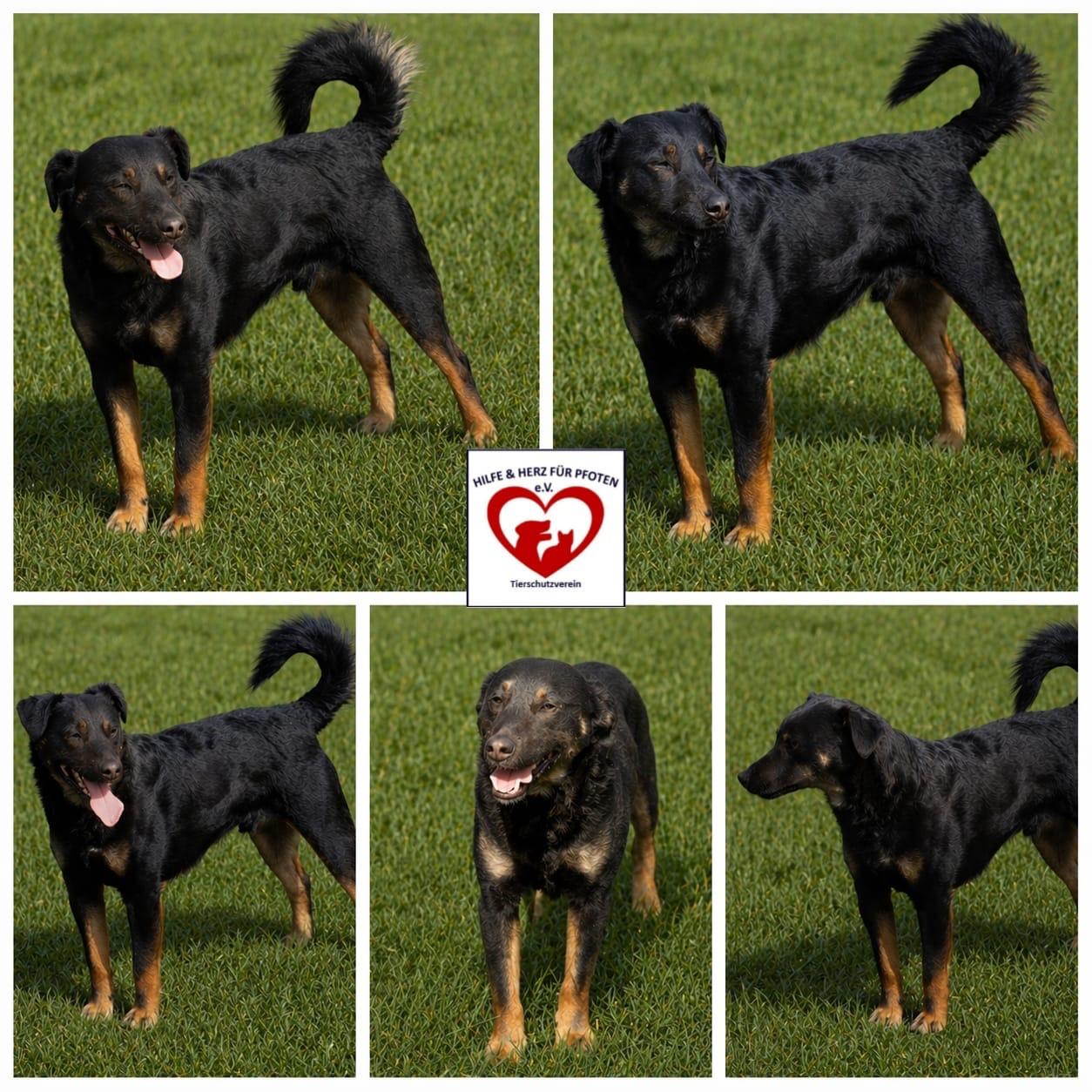 Rollo sucht sein Zuhause 
