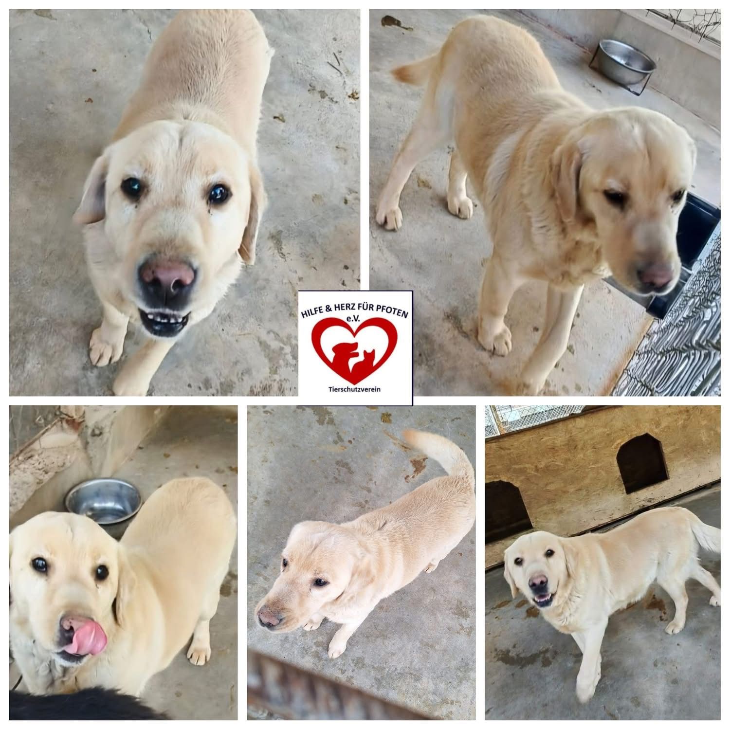 Rollo Collage