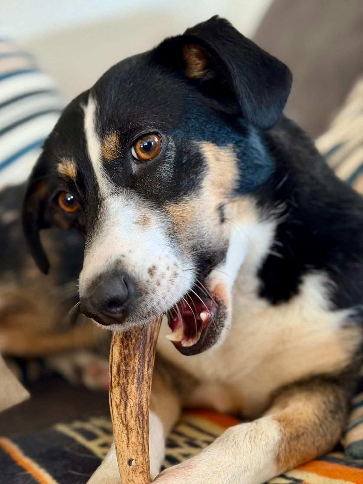 Nala_04