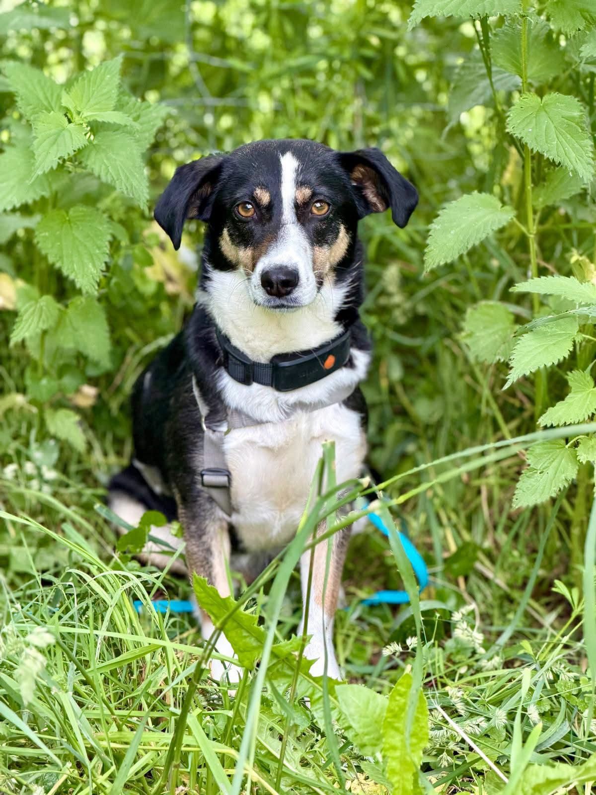 Nala_05