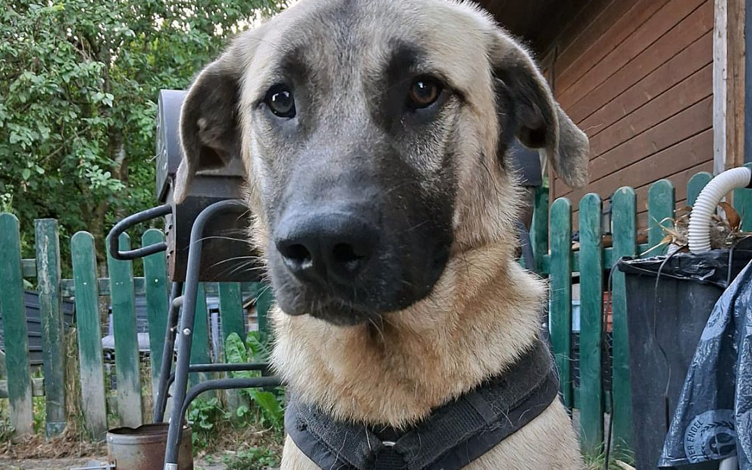 Derek