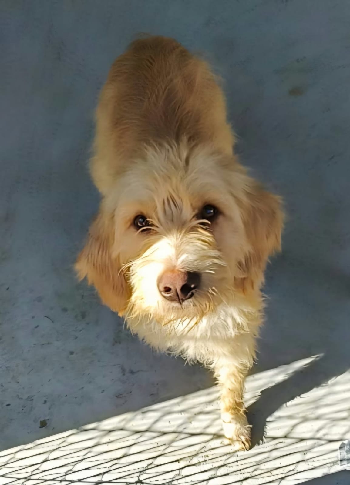 Benji_03