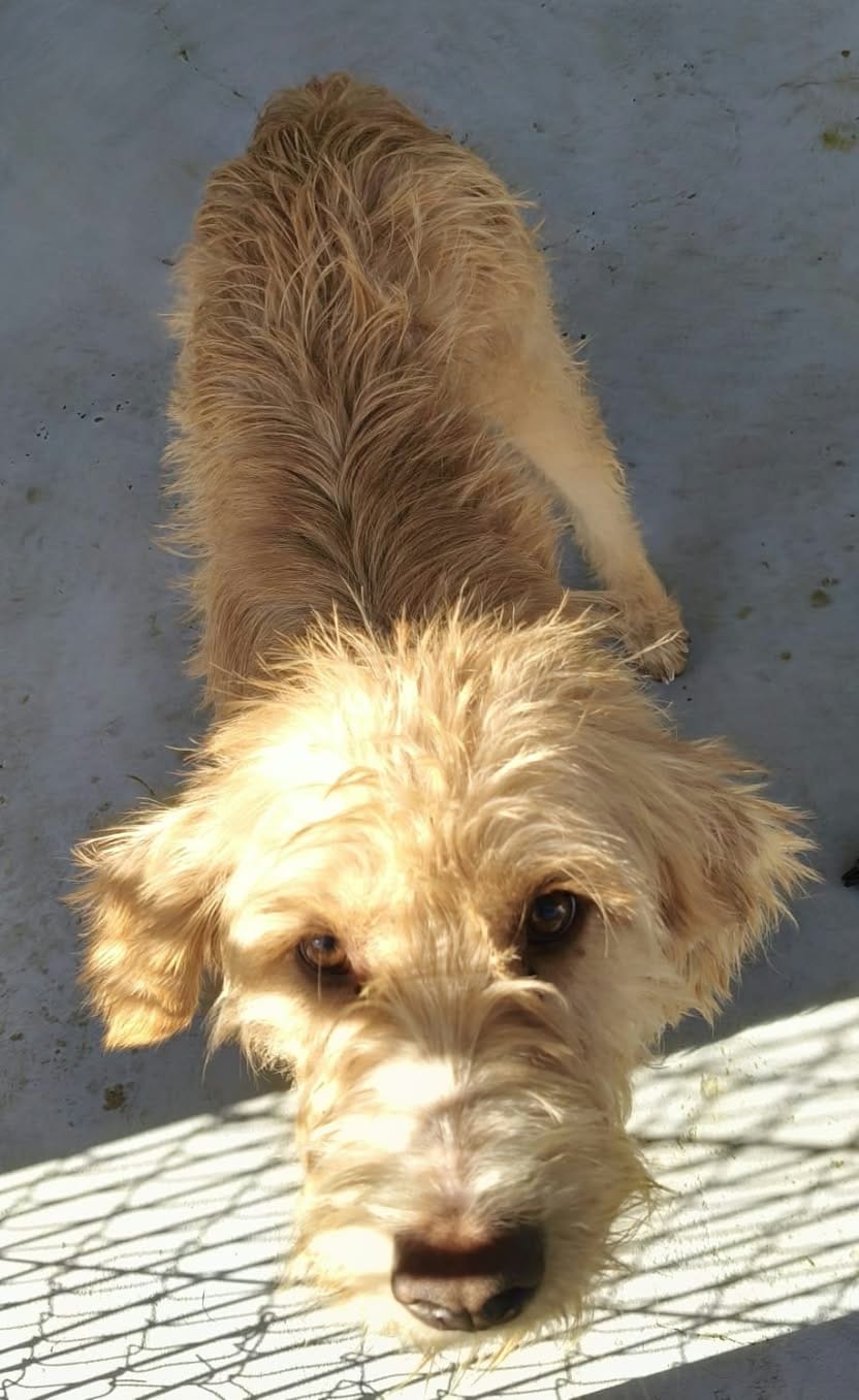 Benji_04