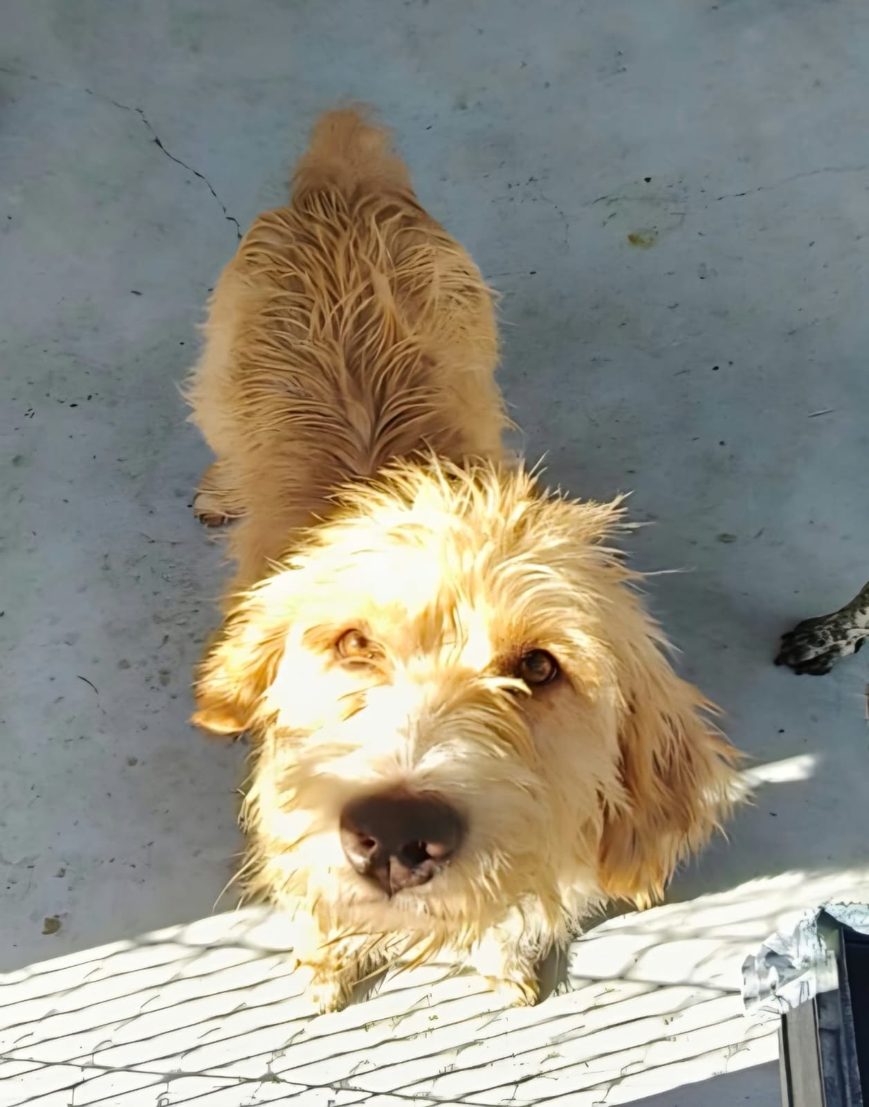 Benji_05