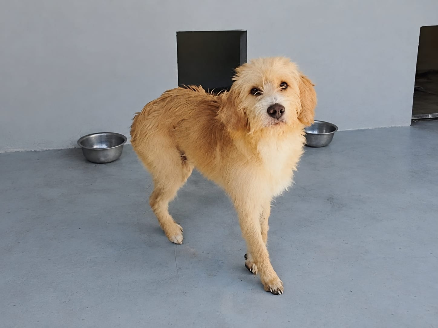 Benji_07
